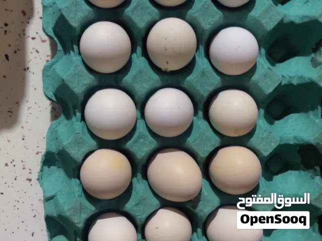 بيض دجاج عرب