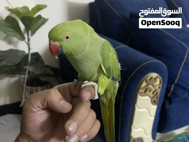 بيع او مراوس