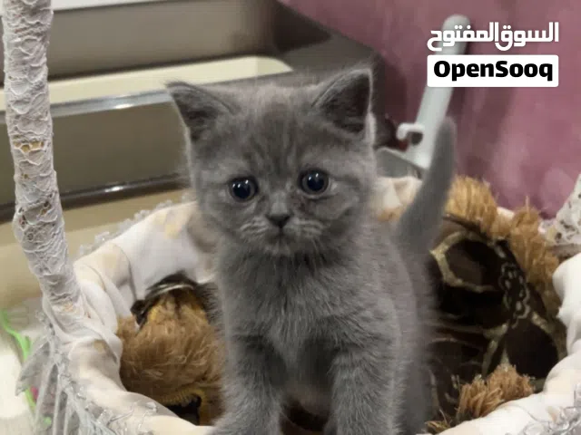 قطط سكتش هملايا العمر شهرين ما شاء الله عليهم لصعوبات وخالي من الأمراض ومتعلمات على اللتر بوكس