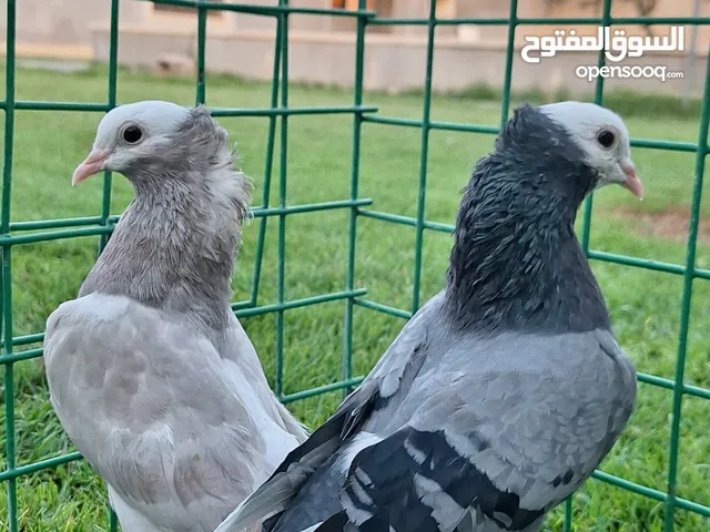 حمام قولد وزاجل