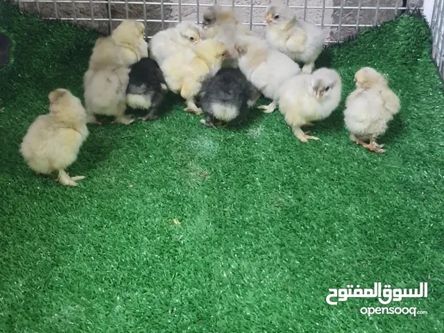 فروخ الكوشن العملاق