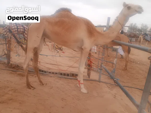 كل أنواع الحلال موجود ونشتري كل أنواع الحلال