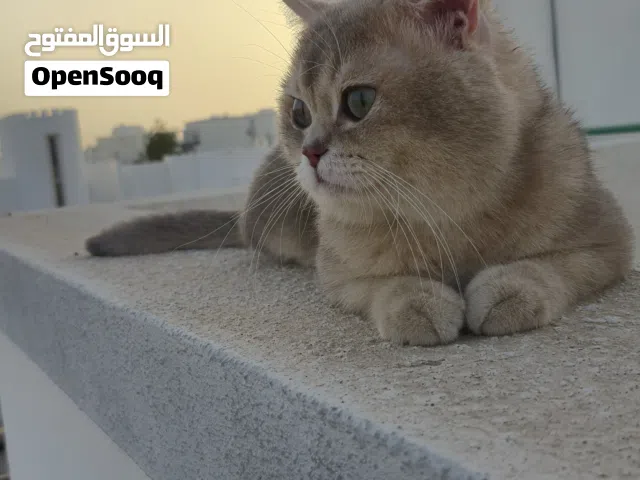 للبيع لدواعى السفر ذكر سكوتش فولد جولد