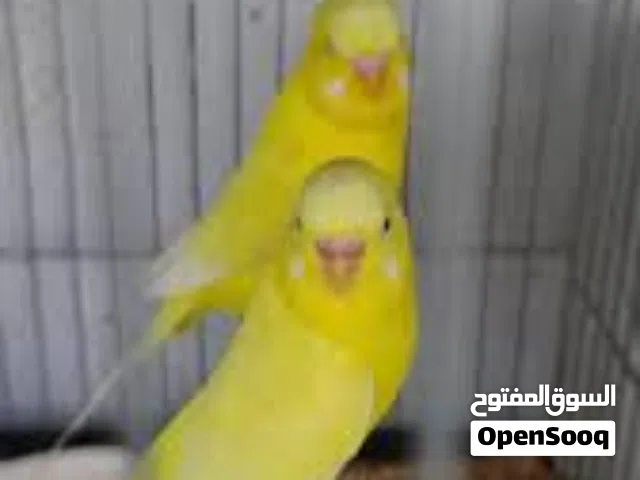 محتاج زوج طيور حب لون اصفر