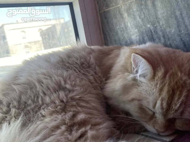 قط شيرازي ذكر عمره 9 شهور تقريبا