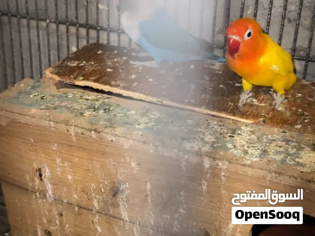 غندور شمسي فحل وتك بلاك فحل وزوج طواير طيور مشروطه ومنتجات بالحض والبخت كلش حلوات