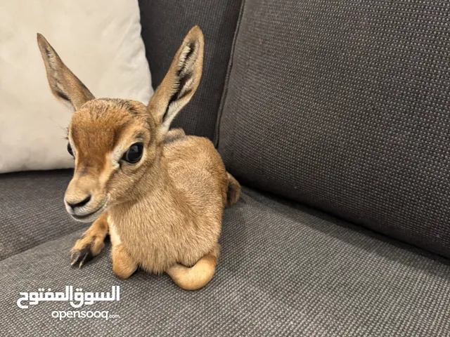 غزال ديماني صغير