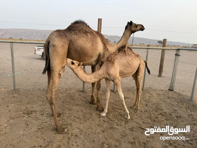 ناقه عزوف للبيع الاب ولد شاهين العطيه الام درعيه تحتها جعود ولد نجد البرطماني طايح ف شهر 11