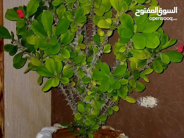 محبس غرس ورد