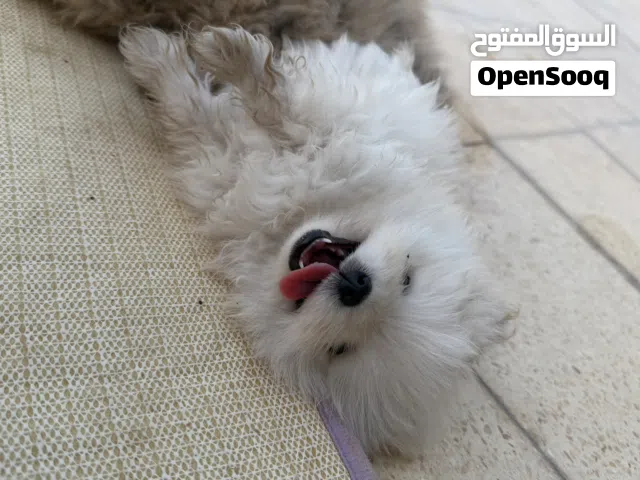 ثلاث ذكور بومرنيان