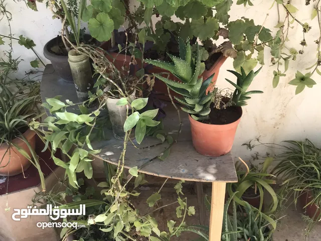 زريعة مشكلة عدد 45 قوار