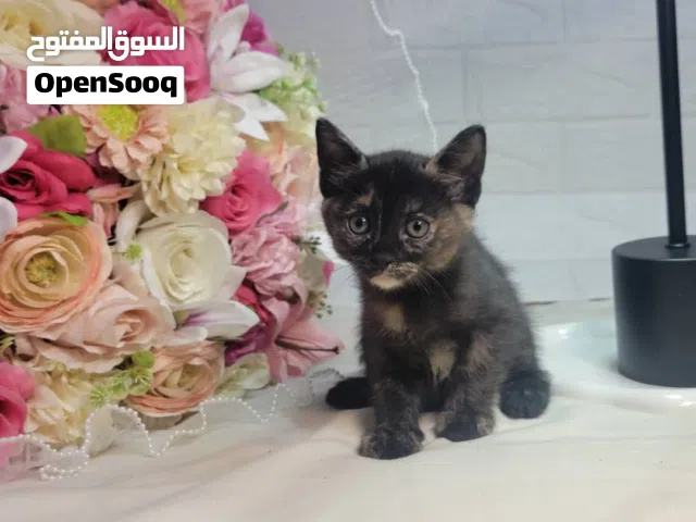 قطة صغيرة أنثى (سلحفائية) جميلة وأليفة للبيع