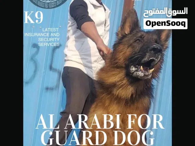 مدرب كلاب متخصص خبرة من كلاب حرب