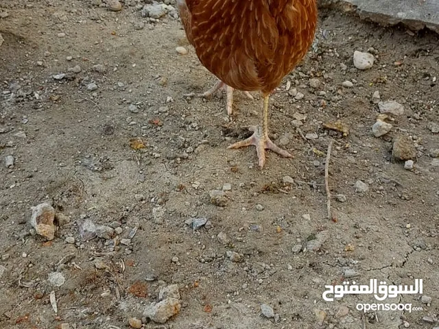 دجاجات عرب البيع
