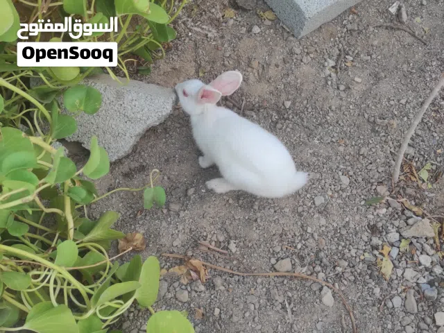 ارنب للبيع بصحه وعافيه