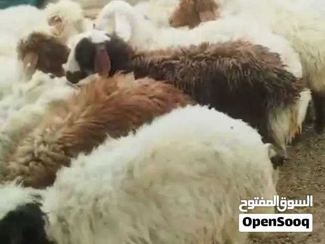 خرفان هرفي طيبه مربوطه وعلف شي طيب السمنه فل اعمار متوفره 3 الي 6 وفوق