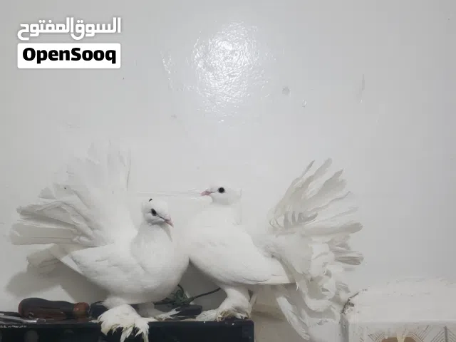 زوج حمام رقاص هندي منتج متوج مشرب خدف