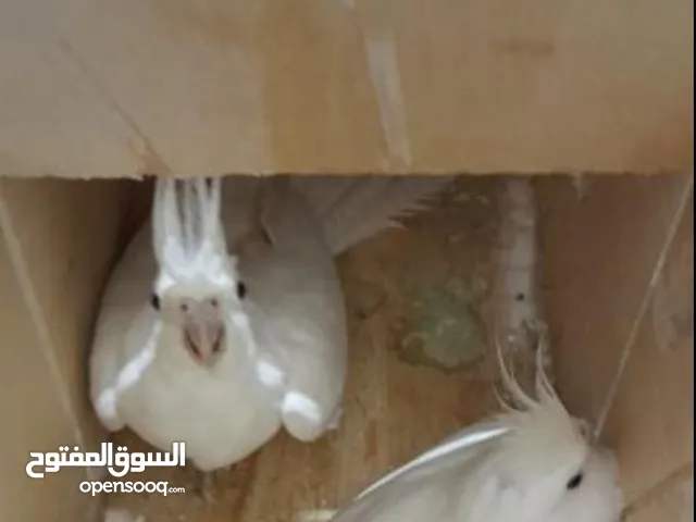 طور بينو بي مكه المكرمه حي البحيرات