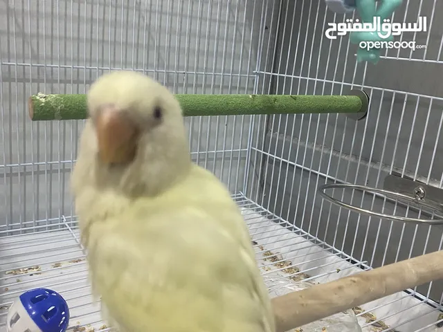 متوفر فرخ لوف بيرد أليف وهدد