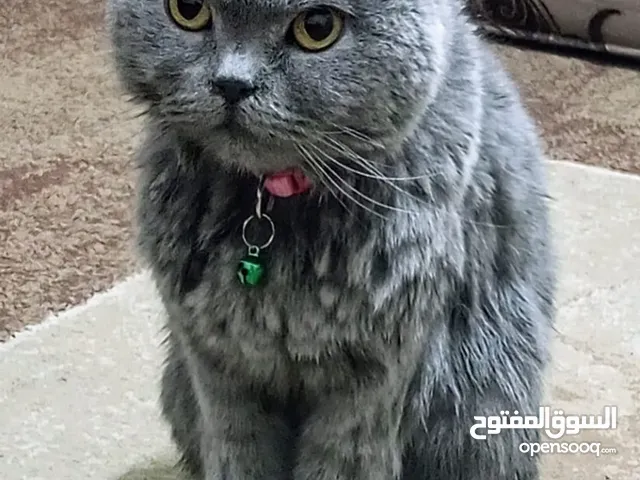 قط للبيع اسكتش