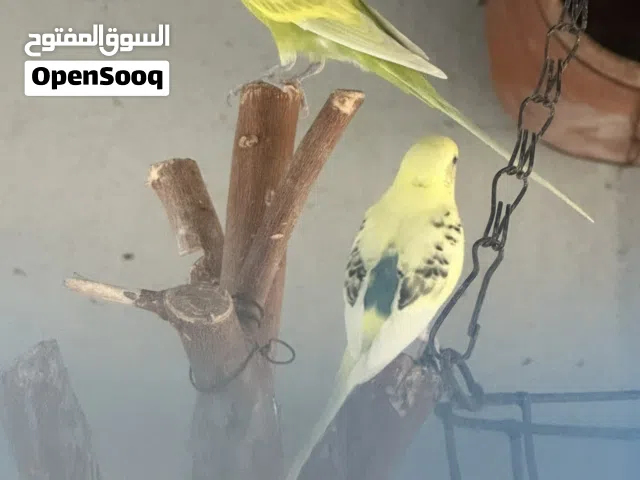 للبيع ببغاء ازاوج منتجات العدد 6