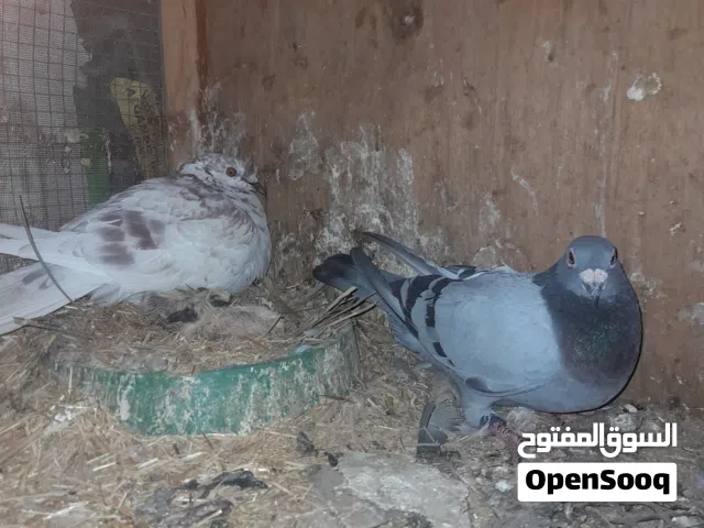3 زواج وفرخاتهن زوج