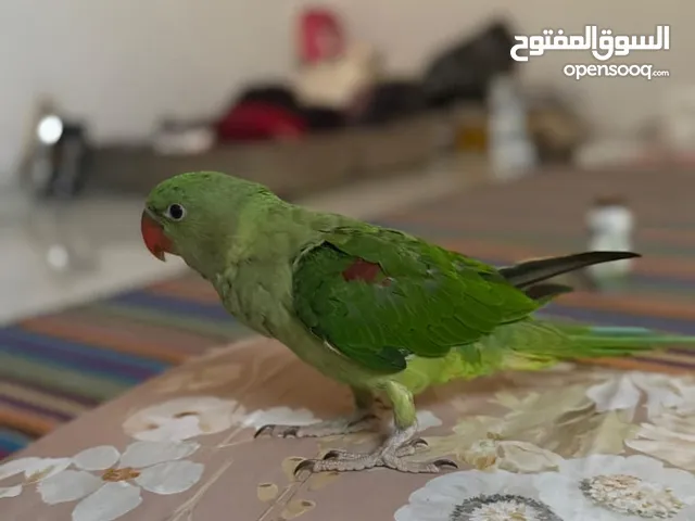 ببغاء نيبالي العمر أربع أشهر أليف