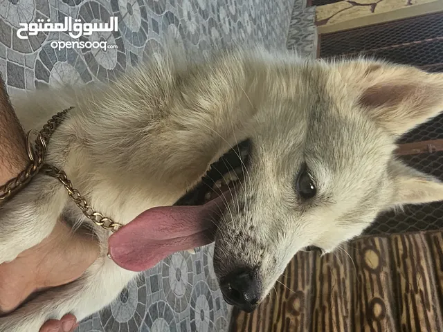 للبيع زوج كلاب بومسكي Pomesky dog
