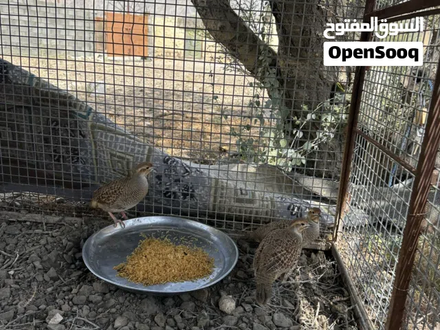 صفارد باكستانيه الوصف مهم