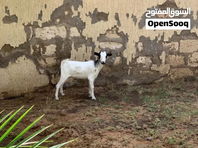جدي و عناق التفاصيل في الوصف