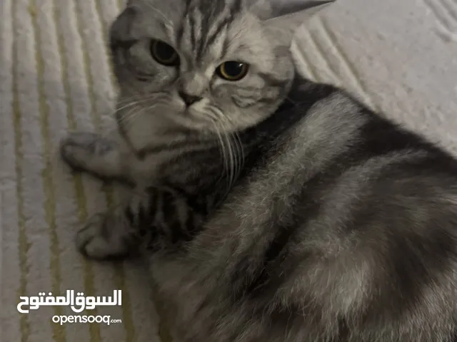 انثى سكوتش ستريت مكس Female Scottish straight