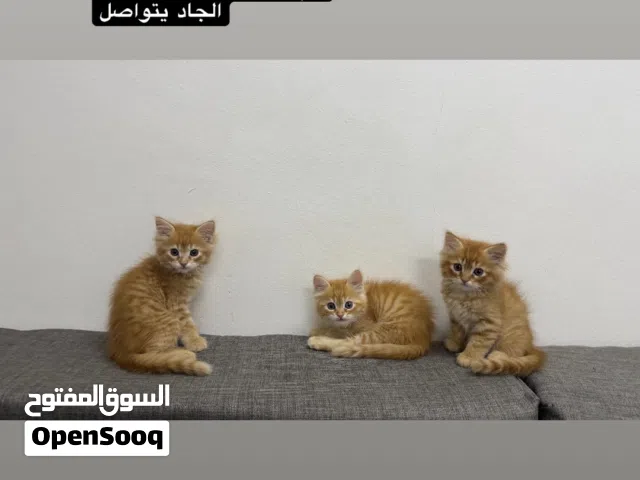للبيع كل واحد ب 30ریال