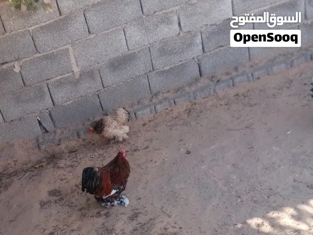 سلام عليكم متوفر  بيض استرالي للبيع