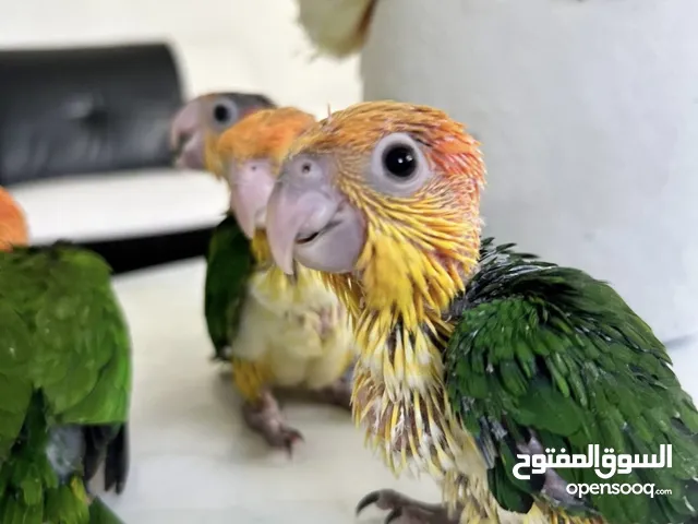 انتاج ببغاء كايك+درة+لوري+صنكنيور