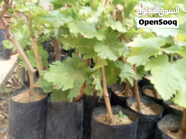 شتل عنب 3 انوع اقراء الوصف