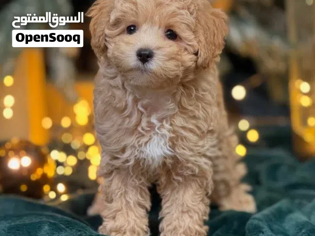 جراء مالتيبو Maltipoo مستوى عالي اصغر حجم