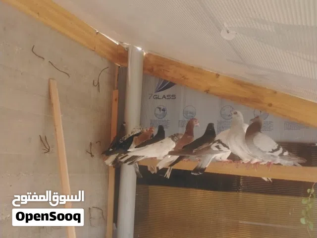 حمام للبيع سعر مغري