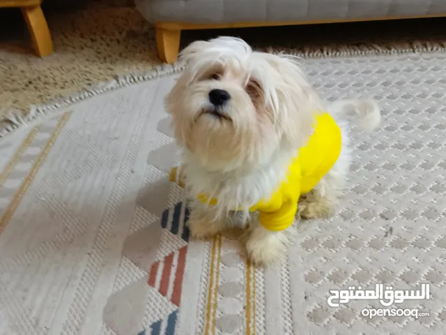 كلب تيري السعر100الف