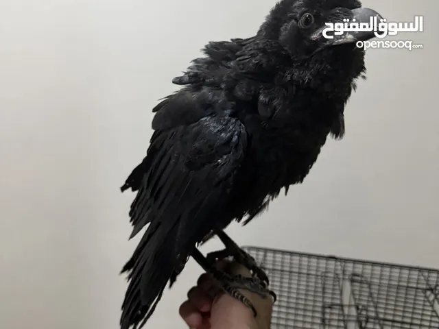 فرخ غراب الحجم العملاق