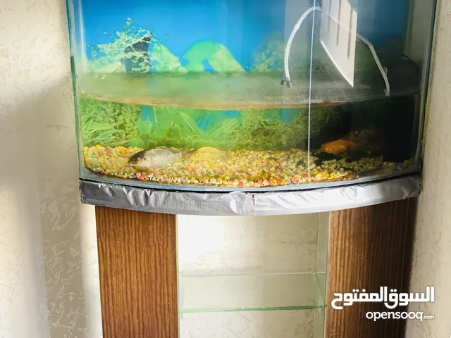 حوض سمك مع فلتر