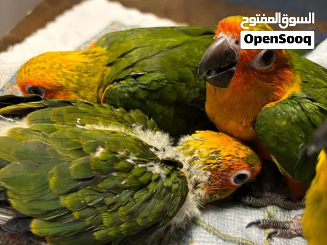 Sun conure pure breed  adorable Sun conure chicks
