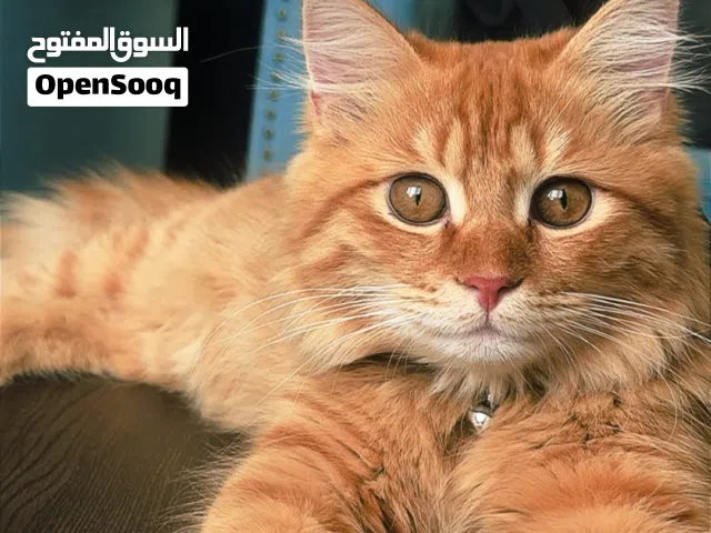 قط شيرازي برتقالي للبيع