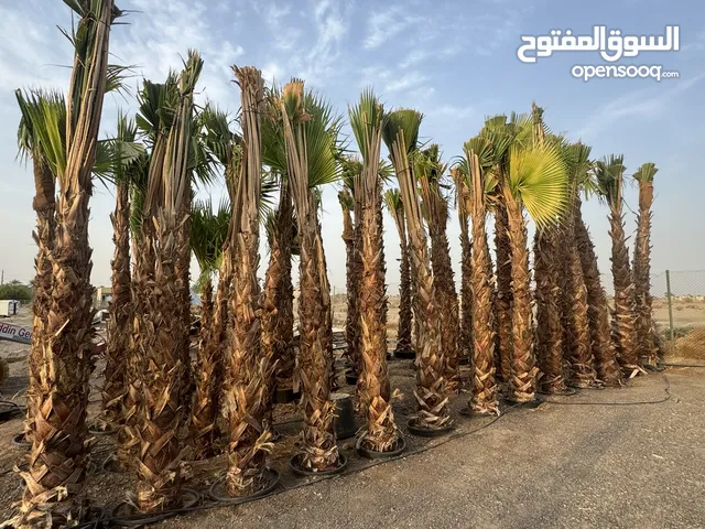 Plants جميع انواع الاشجار