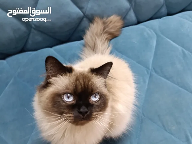 ذكر هملايا للبيع