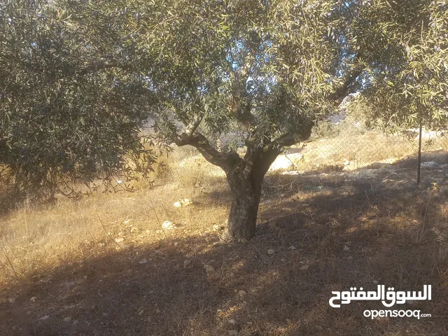 Residential Land for Sale in Ramallah and Al-Bireh Abu Shukhaydam