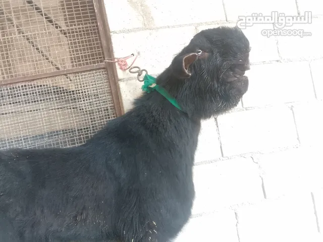 ثني شامي جال 3 حبات وجال حبتين