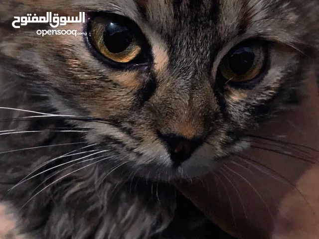 قطه لتبني انثه