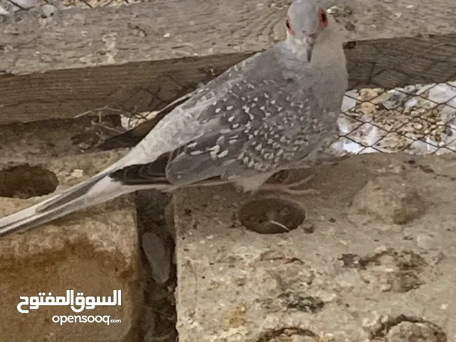 حمام ملكي للبيع عدد 5 ازواج وتك مكاني بغداد الحريه