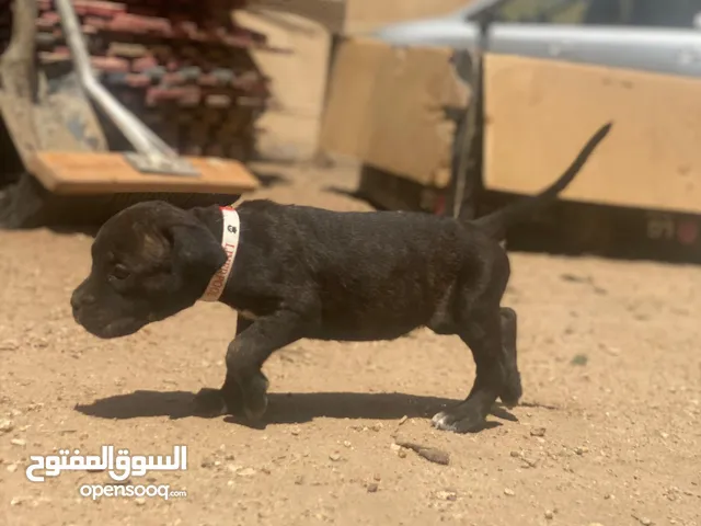 اجمل جراء كين كورسو بارخص الاسعار