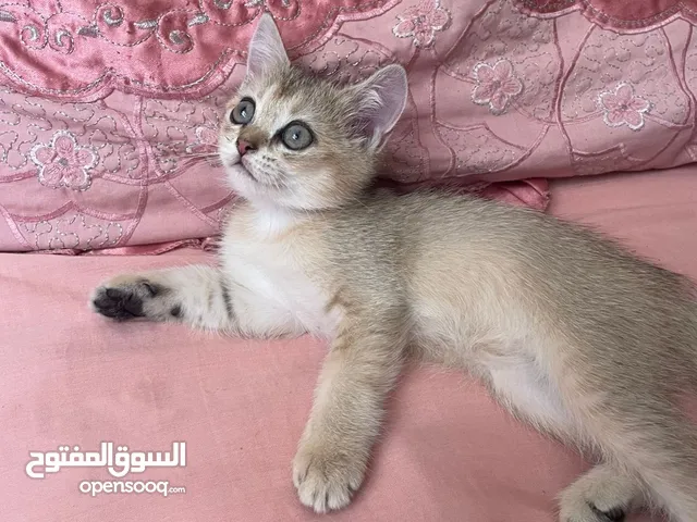 اسكوتش استريت